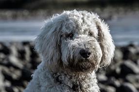incredible Dog Hybrid Goldendoodle