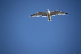 a white bird in a blue sky