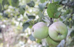 Apple Nature Fruit