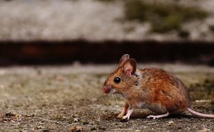 brown rodent on the background of stone steps