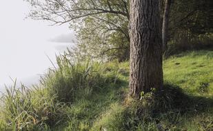 Fog Plant Tree