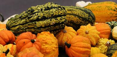 Pumpkins Autumn Decoration