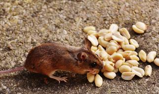 brown mouse and peanuts