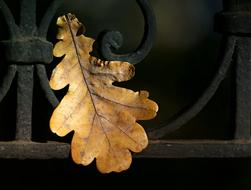 Leaves Oak Autumn