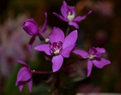 Orchid Purple