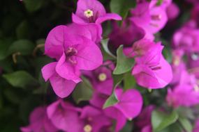 Lijiang Flower