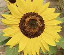 Bees Pollinate