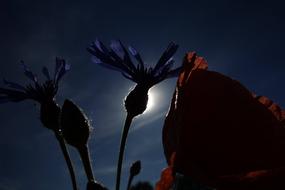 poppies flowers beautifully background