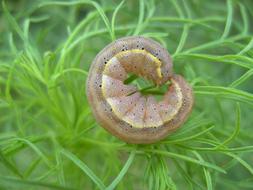 Caterpillar Nature Butterfly