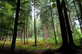 Forest Trees Nature