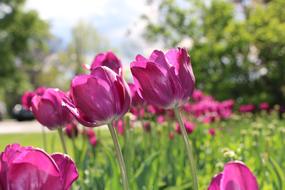 Tulip Sun Filled Colorful