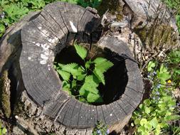 Stump Plant Forest