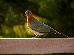 Beautiful colorful dove bird on the wooden fence