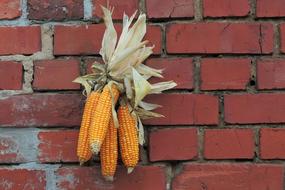 dry corn on the red wall