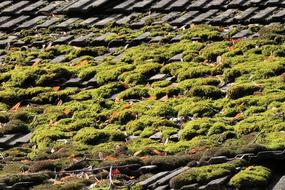 Roof Tile Moss