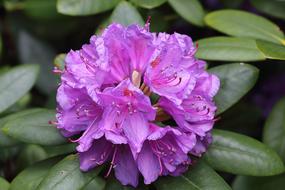 Rhodedendon Blossom Bloom