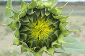 Sunflower Bud