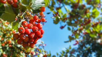 red wild berries in the garden