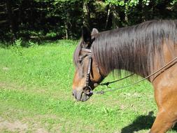 brown horse for rides in the forest