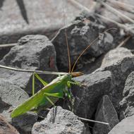 wonderful Grasshopper Insect