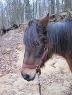 black maned pony in the forest close-up