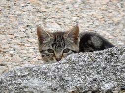 kitten behind a gray stone