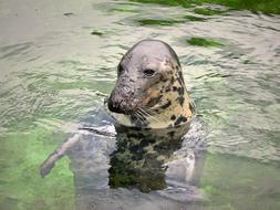 spotted seal swims in a zoo