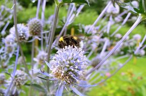 Bumble-Bee Insects on plants