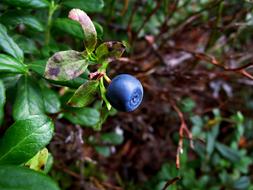 Blueberry Berry Wild