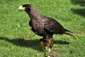 enchanting Caracara Bird