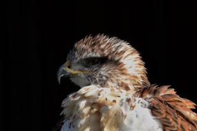 incredible Ferruginous Hawk