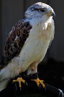 Beautiful, colorful and cute Ferruginous bird, in light and shadow