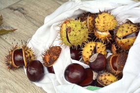 Chestnuts Autumn Horse Chestnut