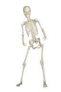 skeleton weis fall run stumble