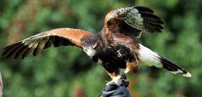 Harris Hawk close-up on blurred background