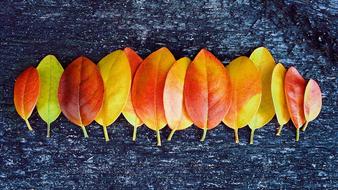 Autumn leaves on the table