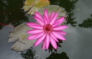 Lily Water Red Lal