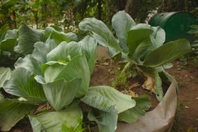 Cabbage Garden Fresh