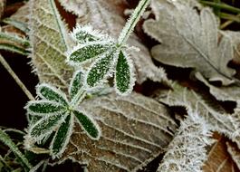 Hoarfrost Fall Foliage