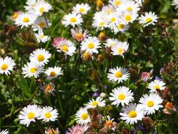 Flowers Flower Meadow Thompson