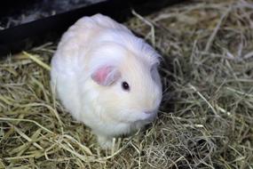 Cute and beautiful, beige and white guinea pig on the hay