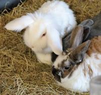 wonderful Rabbit Bunny Easter