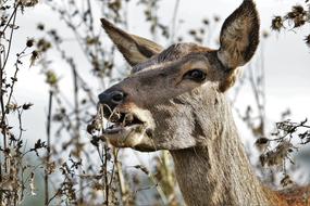 fallow deer in the bushes on a blurred background