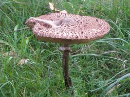 Mushroom Autumn Forest Fly