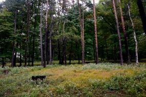 Forest Opening Trees