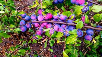 Plum Nature