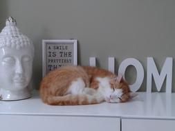 Cat at Home and Buddha