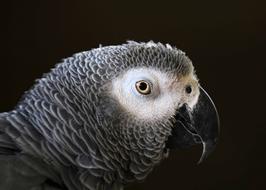 profile of a gray tropical parrot