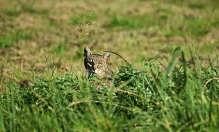 gray kitten runs on a green field