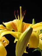 Lily Pyrenees Lilium